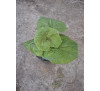 Білокопитник лікарський, Підбіл (Petasites officinalis)